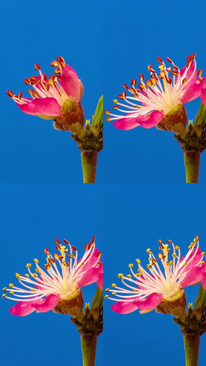 垂直格式的葡萄园桃花在蓝色背景下盛开的延时视频。春天李的视频。