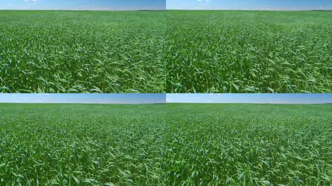 风中的绿色小麦穗。无边无际的农田慢动作。宽镜头。