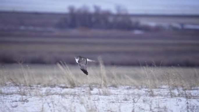 北部Harrier在冬季狩猎时以慢动作飞行