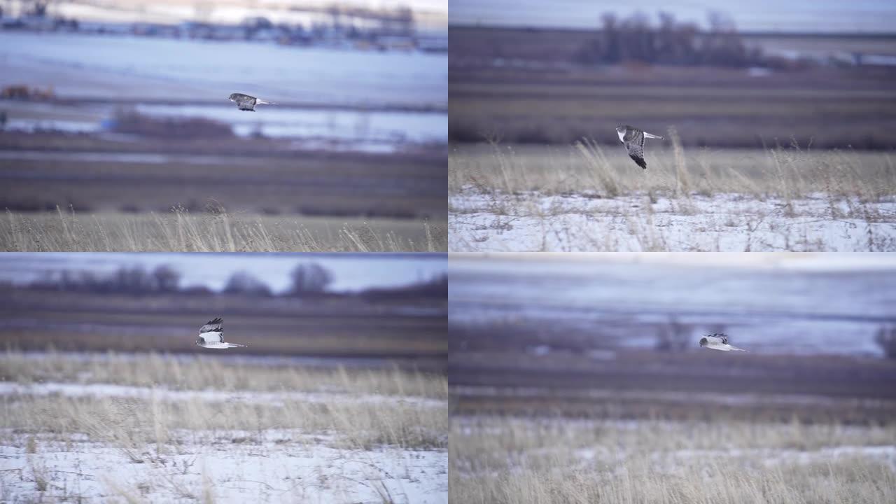 北部Harrier在冬季狩猎时以慢动作飞行