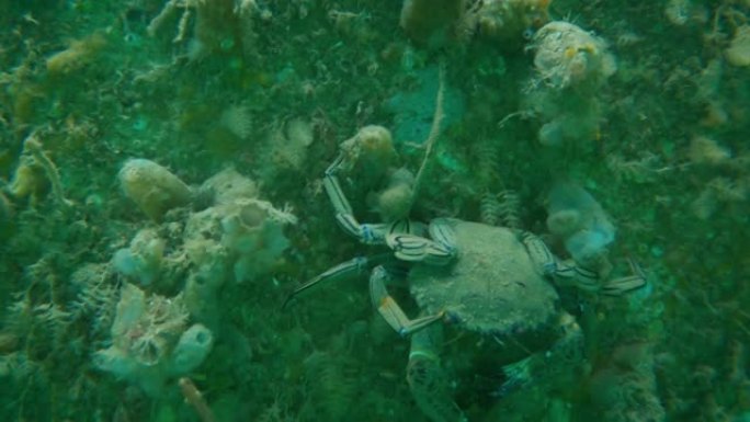 在都柏林郡，雄性天鹅绒游泳蟹在水下用爪子抓它的眼睛