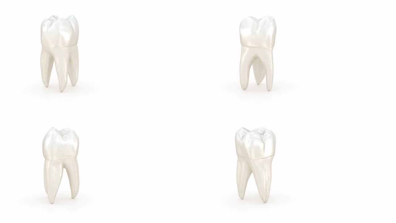 磨牙旋转，牙科背景3D动画