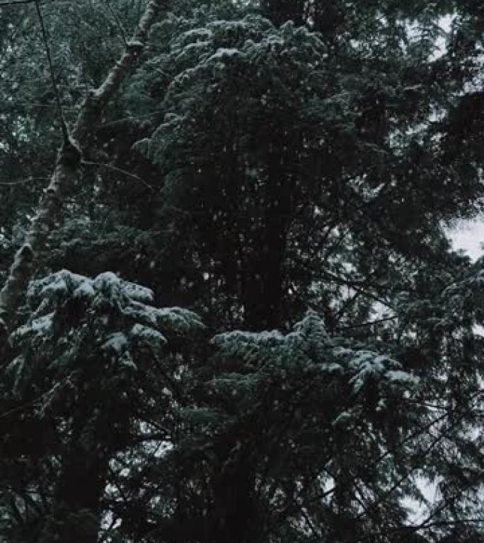 冬季森林景观，雪花飘落