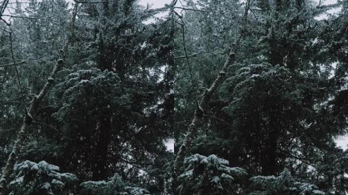 冬季森林景观，雪花飘落