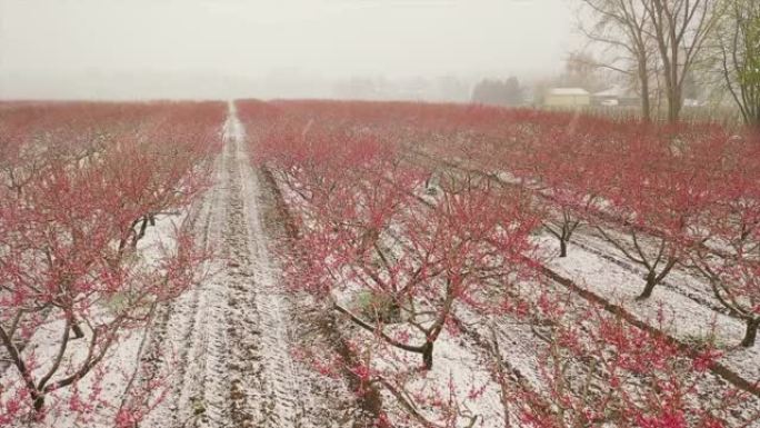 盛开的桃树，盛开的雪