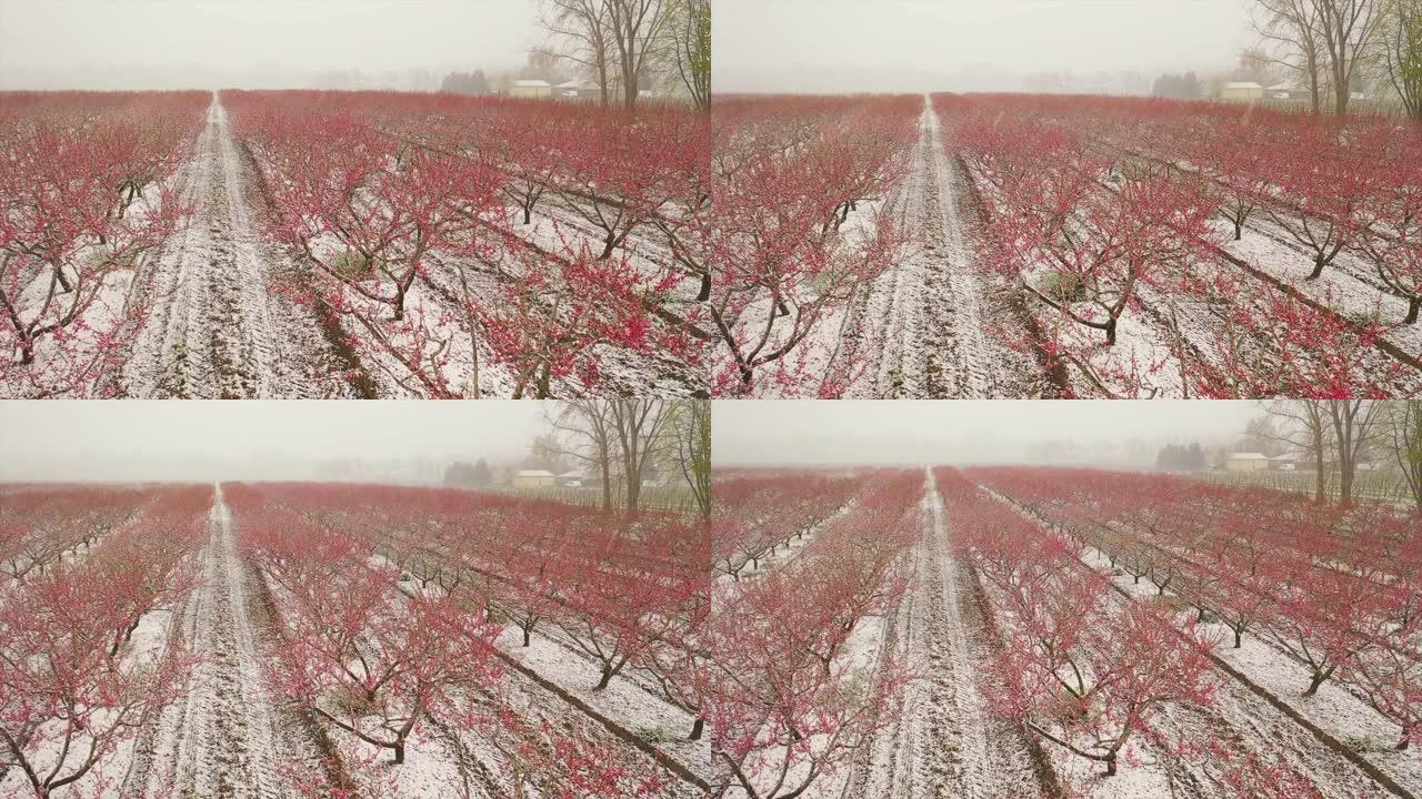 盛开的桃树，盛开的雪