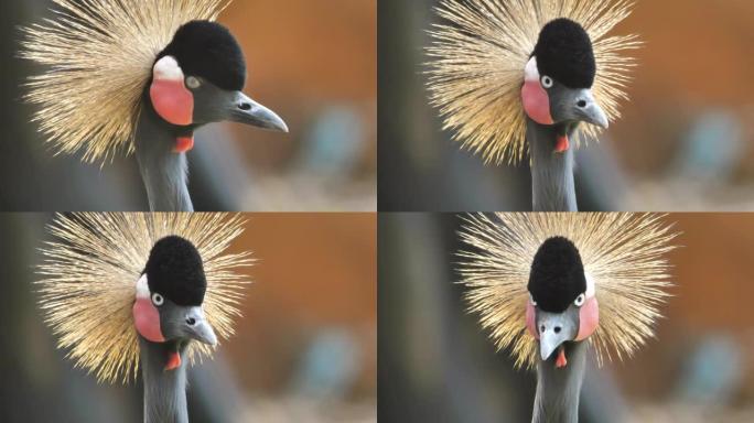 黑冠鹤头像看着相机
