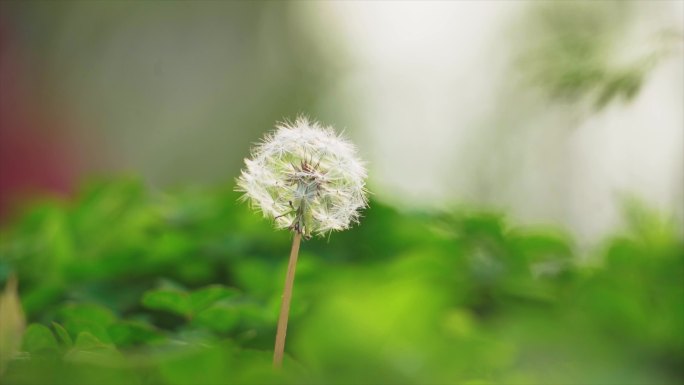 蒲公英种子飞舞播撒希望的种子许愿微风吹过