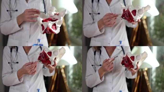 妇科医生展示女性骨盆和会阴的人工模型特写4k电影慢动作