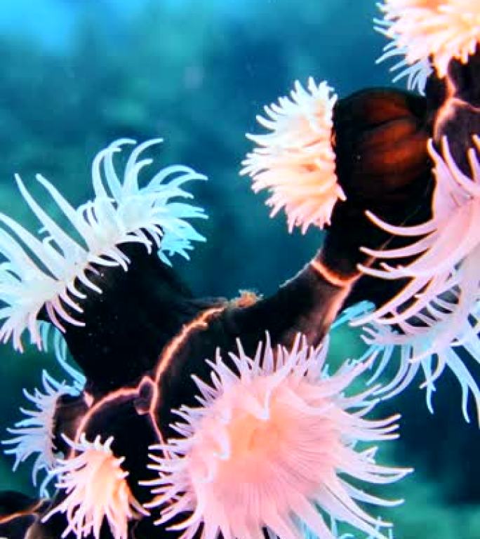 在电线珊瑚上生长的殖民地或老虎海葵的垂直视频
