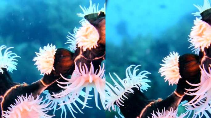 在电线珊瑚上生长的殖民地或老虎海葵的垂直视频