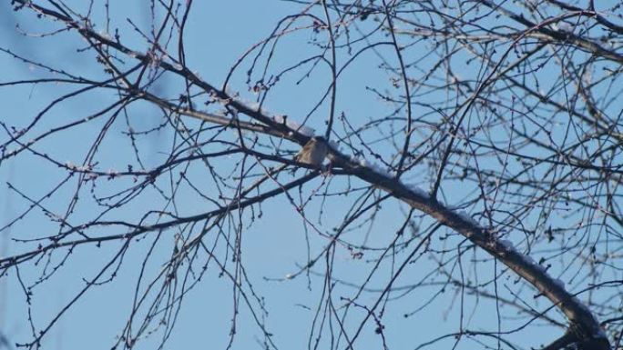 在一个寒冷的冬天早晨，一只冷冻的麻雀坐在带红色浆果的玫瑰果的多刺和白雪覆盖的树枝上