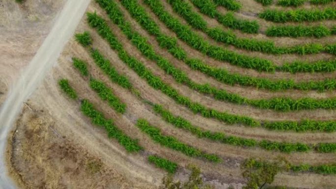南澳大利亚迈凯轮谷葡萄酒之乡葡萄藤行的鸟瞰图