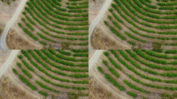 南澳大利亚迈凯轮谷葡萄酒之乡葡萄藤行的鸟瞰图