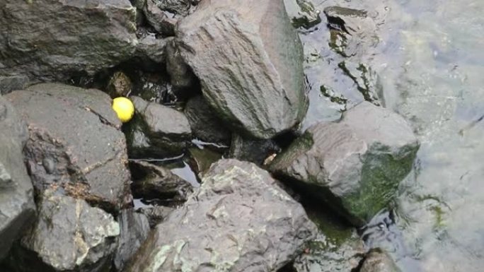 黄色的球被水波困在岸上的岩石之间