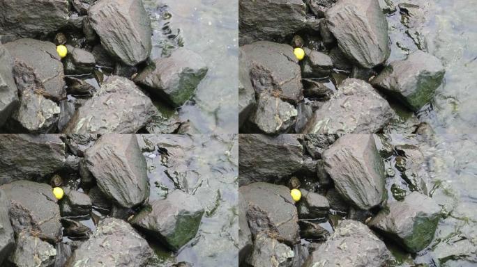 黄色的球被水波困在岸上的岩石之间
