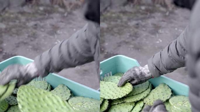 一个年轻的农民在haversting之后用手套将nopales堆放在板条箱中