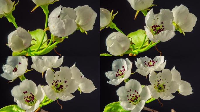 4k梨花盛开的延时，生长在黑色背景上。盛开的梨花。