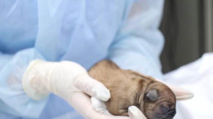 兽医在母亲的狗剖腹产后的手术中检查了一只新生的小狗。医生用餐巾纸摩擦小狗，从四面八方检查。