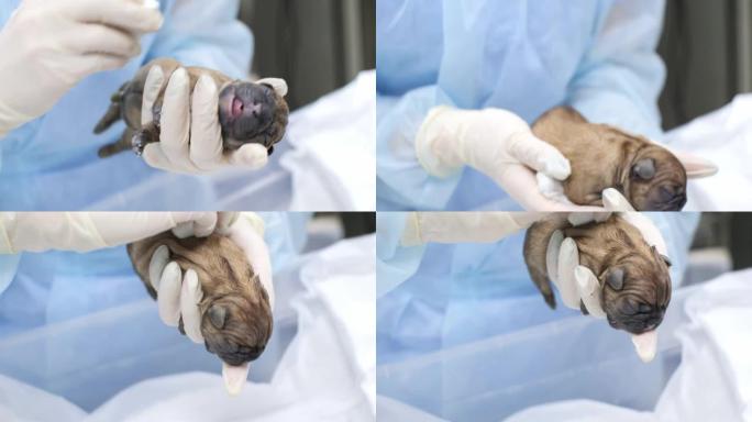 兽医在母亲的狗剖腹产后的手术中检查了一只新生的小狗。医生用餐巾纸摩擦小狗，从四面八方检查。