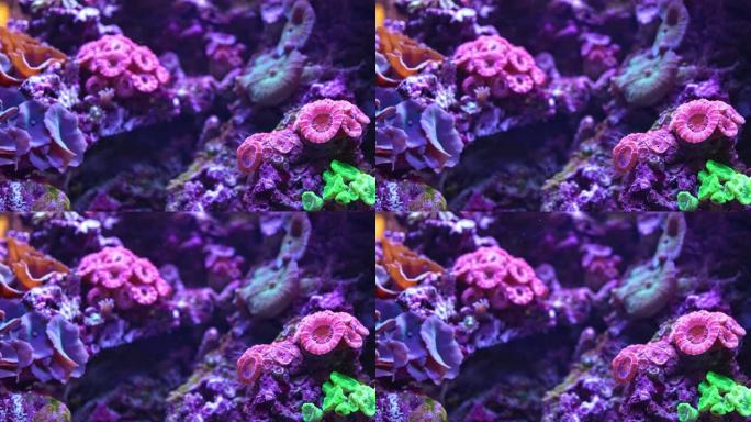 美丽的水族馆，在布拉格的霓虹灯下有不同类型的珊瑚