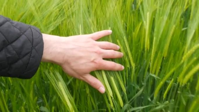 雄性手在风中触摸绿色的年轻麦穗，为未来的收获而成熟
