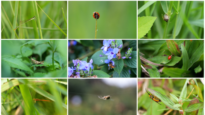大自然中的昆虫世界微观微距特写合集