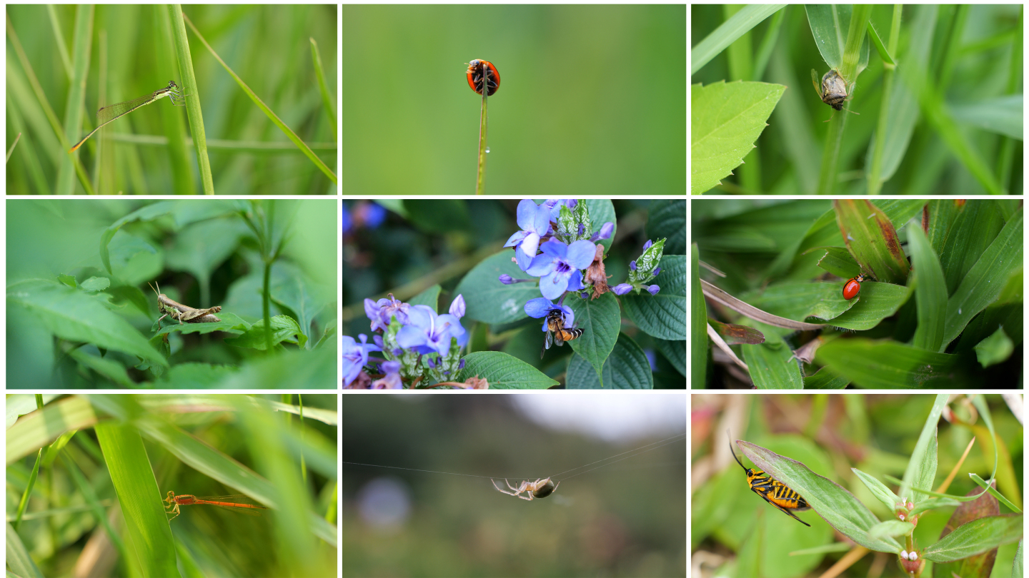 大自然中的昆虫世界微观微距特写合集