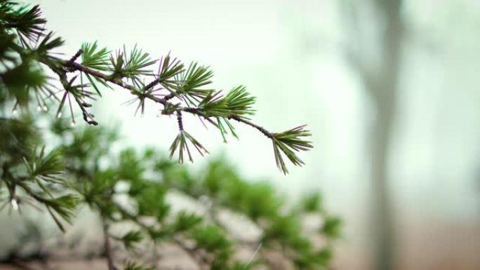 特写松树，清晨松树树枝针尖上的露水