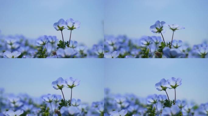 两朵蓝色小花 “Nemophila” 在风中摇曳的4k慢动作视频。