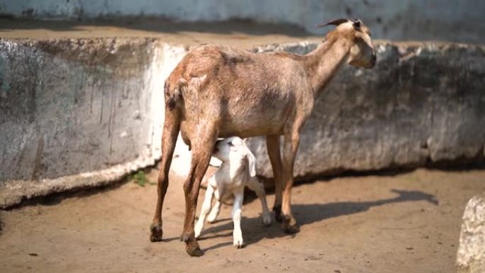 一只可爱的小山羊从母亲的乳房里喝奶，小山羊奶奶。母山羊给它的小山羊喂牛奶，山羊给幼崽喂牛奶。