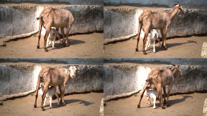 一只可爱的小山羊从母亲的乳房里喝奶，小山羊奶奶。母山羊给它的小山羊喂牛奶，山羊给幼崽喂牛奶。