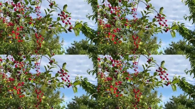 夏季花园树枝上的樱桃红浆果。