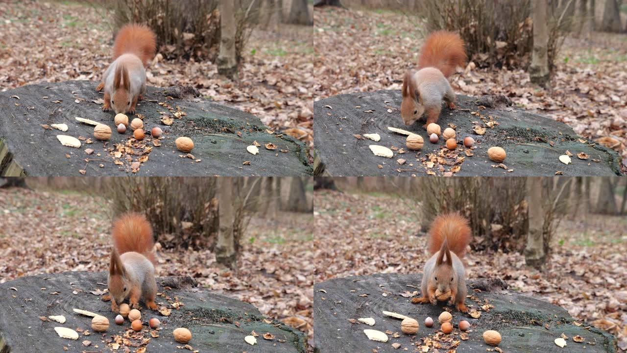 一只森林松鼠从树桩上捡起饼干和坚果。