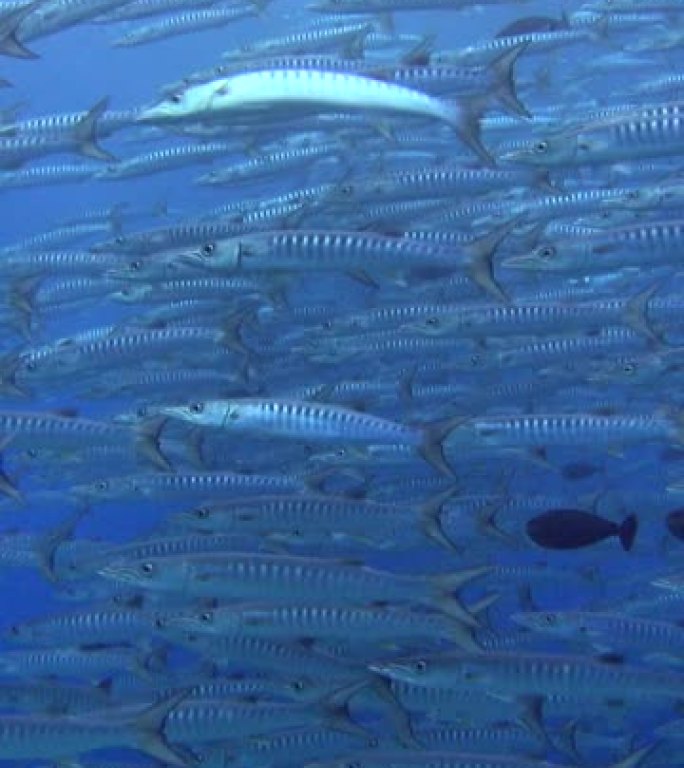 中水雪佛龙梭子鱼学校水下拍摄的垂直视频