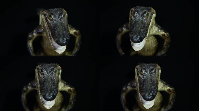 鳄鱼黑暗背景的镜头