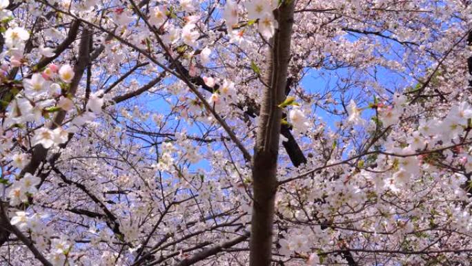 盛开的樱花花开开放季节素材春季春景