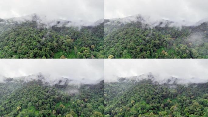雨林损失的最大原因是农业砍伐森林、东南亚环境破坏、全球变暖和环境。