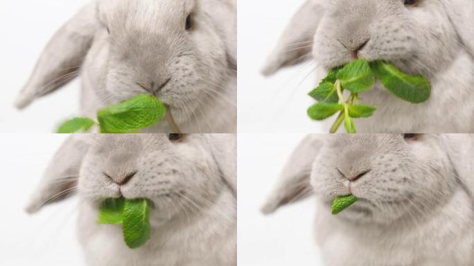 家养装饰兔吃青菜。背景浅的可爱的小兔子。