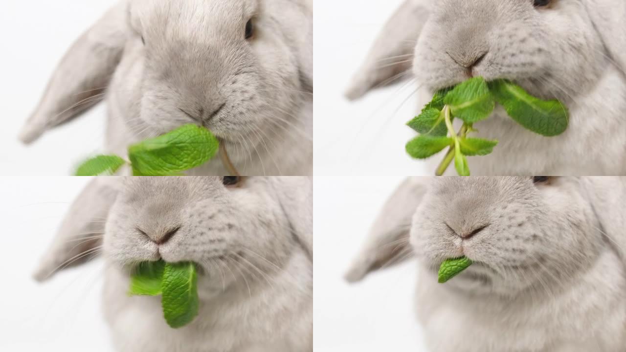 家养装饰兔吃青菜。背景浅的可爱的小兔子。