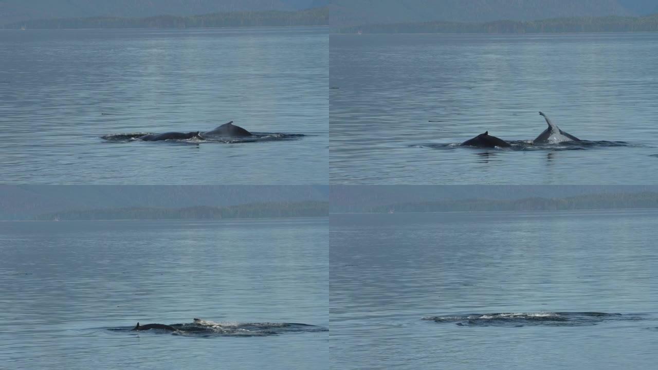 座头鲸在阿拉斯加浮出水面