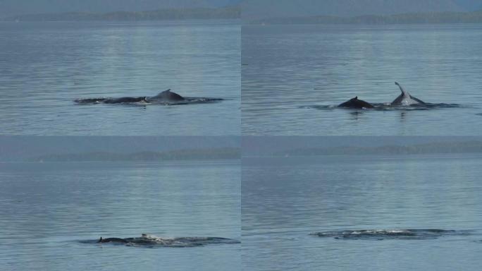 座头鲸在阿拉斯加浮出水面