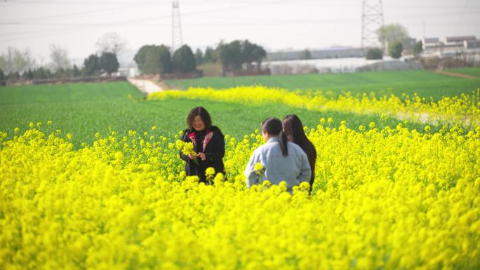 油菜花地游玩