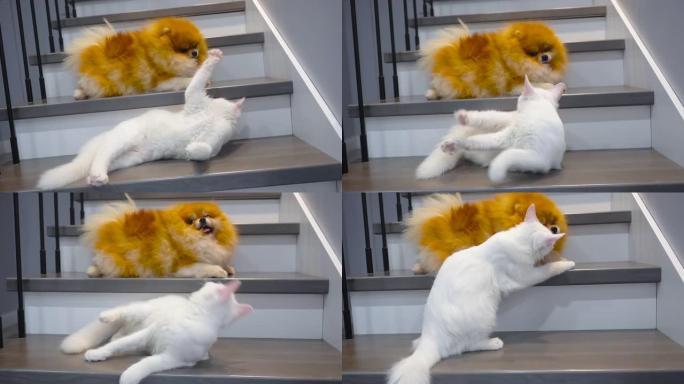 博美犬和白猫在楼梯上玩耍。家里顽皮的宠物。