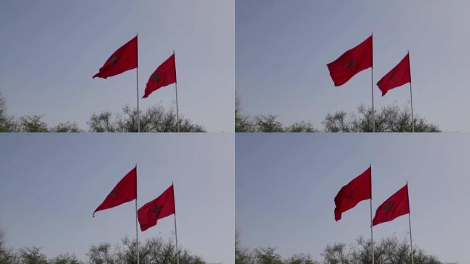 两个摩洛哥国旗在纯蓝色背景下飘扬的慢动作视频。可用复制空间。带有绿色星星的红色摩洛哥国旗。