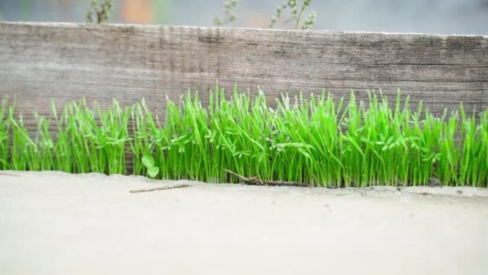 明亮多汁的绿草从混凝土特写裂缝中发芽。水滴中的饱和绿芽，视差平滑。大自然突破障碍