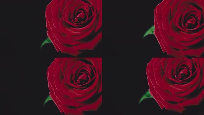 红玫瑰与大花瓣在黑色背景上搅动特写