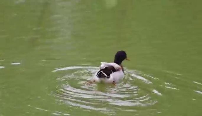 池塘之中快乐嬉戏的鸭子