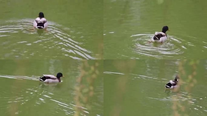 池塘之中快乐嬉戏的鸭子