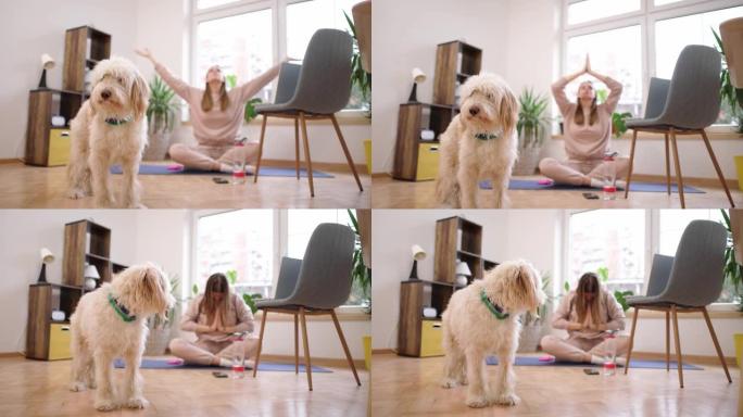 白人妇女，在家练习瑜伽，同时在笔记本电脑上遵循在线瑜伽教程，而狗让她成为公司